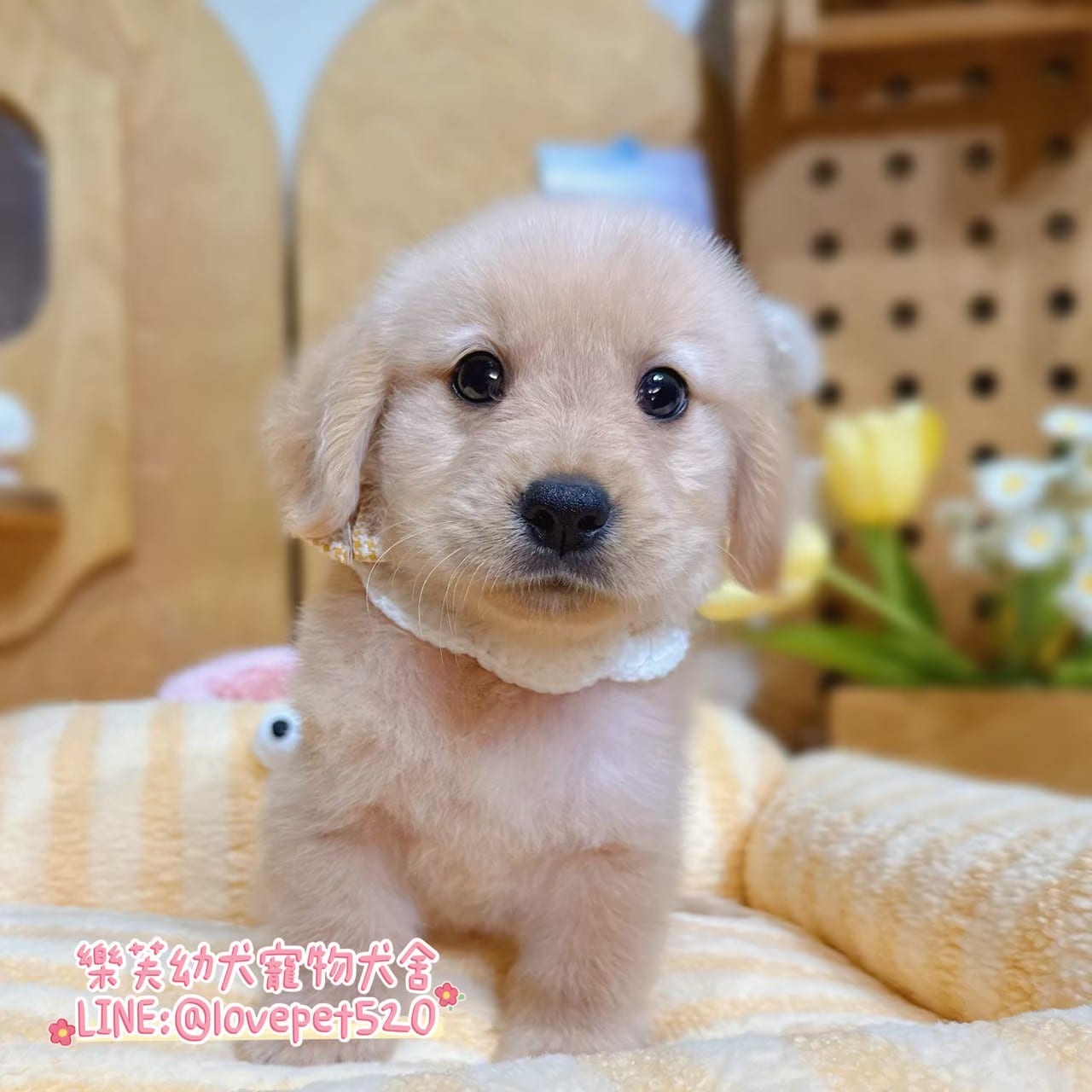 黃金獵犬幼犬(A) | 幼犬出售| 樂芙幼犬寵物犬舍